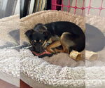 Small #6 Chihuahua
