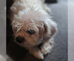 Small #1 Shih Tzu