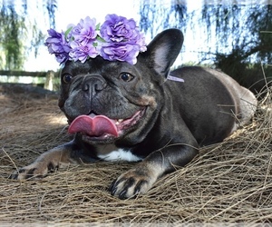 Mother of the French Bulldog puppies born on 07/25/2022
