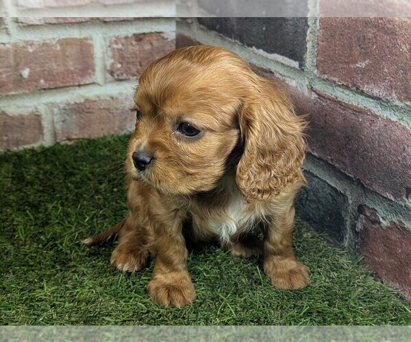 Medium Photo #13 Cavalier King Charles Spaniel Puppy For Sale in MOBERLY, MO, USA