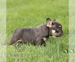 Small #3 French Bulldog