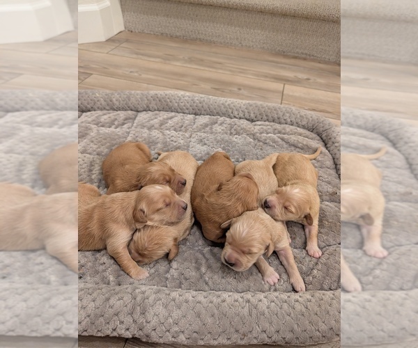 Medium Photo #10 Golden Retriever Puppy For Sale in SACRAMENTO, CA, USA