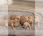 Small #9 Golden Retriever