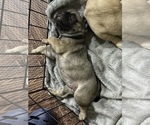 Small Photo #4 French Bulldog Puppy For Sale in WARREN, MI, USA