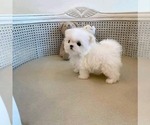 Small Photo #5 Maltese Puppy For Sale in CLERMONT, FL, USA
