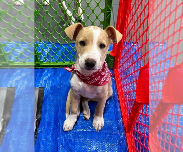 Medium Photo #1 American Pit Bull Terrier-Chihuahua Mix Puppy For Sale in OKLAHOMA CITY, OK, USA