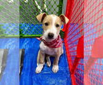 Small American Pit Bull Terrier-Chihuahua Mix