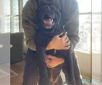 Mars Bar - Male Mutt Dog for Adoption - Small photo