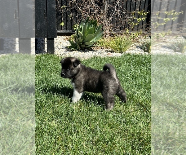 Medium Photo #4 Akita Puppy For Sale in DIXON, CA, USA