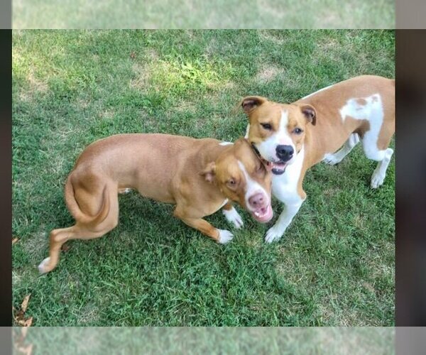 Medium Photo #2 Labralas Puppy For Sale in Sheboygan, WI, USA
