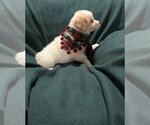 Small #2 Australian Retriever