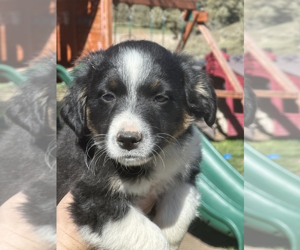 Medium Photo #6 Border Collie-Miniature Australian Shepherd Mix Puppy For Sale in MITCHELL, OR, USA