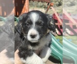 Small Photo #6 Border Collie-Miniature Australian Shepherd Mix Puppy For Sale in MITCHELL, OR, USA