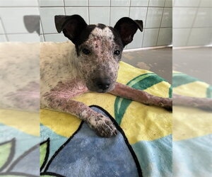 Labrador Retriever-Unknown Mix Dogs for adoption in Corpus Christi, TX, USA