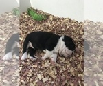Small Photo #8 English Bulldogge Puppy For Sale in LAKESIDE, CA, USA