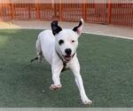 Small American Pit Bull Terrier Mix