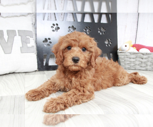 Cavapoo Puppy for sale in MARIETTA, GA, USA