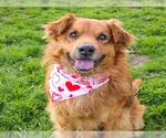 Small #1 Chow Chow Mix