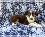 Small #4 Miniature Australian Shepherd