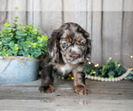 Small Photo #4 Cocker Spaniel Puppy For Sale in BALTIC, OH, USA
