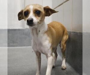 Chihuahua-Unknown Mix Dogs for adoption in San Antonio, TX, USA