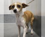 Small Chihuahua Mix