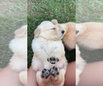 Small #4 Golden Retriever