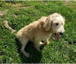 Small Photo #2 Labradoodle Puppy For Sale in ADRIAN, MO, USA