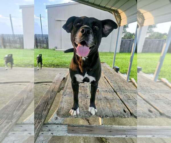 Medium Photo #6 Mutt Puppy For Sale in Abbeville, LA, USA