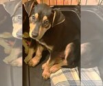 Small Photo #2 Doberman Pinscher-Labrador Retriever Mix Puppy For Sale in Seattle, WA, USA