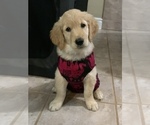 Small Photo #17 Golden Retriever Puppy For Sale in SACRAMENTO, CA, USA