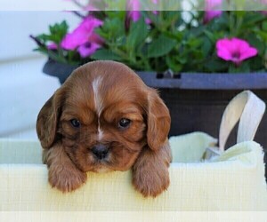 Cavalier King Charles Spaniel Puppy for sale in FREDERICKSBG, OH, USA