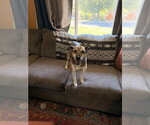 Small #2 Beagle Mix