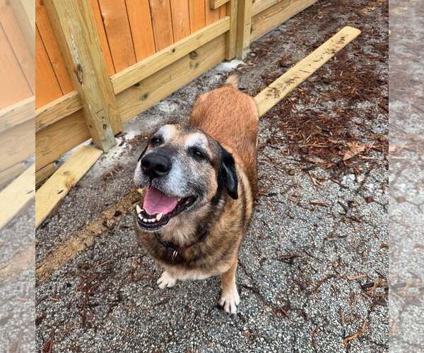 Medium Photo #9 Anatolian Shepherd-Unknown Mix Puppy For Sale in Houston, TX, USA