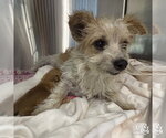 Small #1 Cairn Terrier Mix