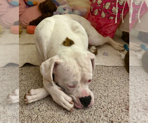 Medium Photo #2 Boxer Puppy For Sale in Austin, TX, USA