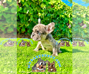 French Bulldog Puppy for sale in SAN DIEGO, CA, USA