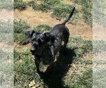 Small #8 Dachshund