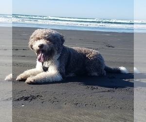 Father of the Lagotto Romagnolo puppies born on 04/22/2025