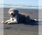 Small Photo #1 Lagotto Romagnolo Puppy For Sale in VANCOUVER, WA, USA