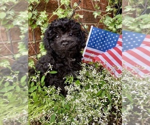Poodle (Miniature) Puppy for sale in ARMADA, MI, USA
