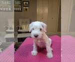 Puppy Al Schnauzer (Miniature)