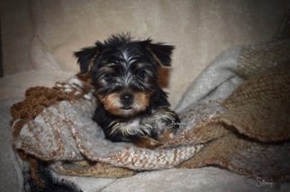 Yorkshire Terrier Puppy for sale in KELLY, LA, USA