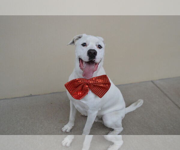 Medium Photo #3 Labrador Retriever-Unknown Mix Puppy For Sale in McKinney, TX, USA