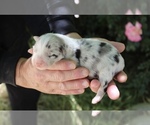 Puppy Zorro Australian Shepherd