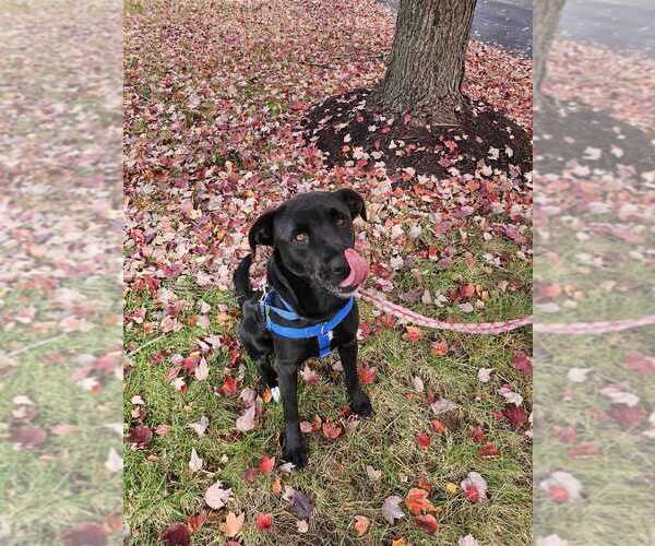 Medium Photo #34 Labrador Retriever-Unknown Mix Puppy For Sale in Silver Spring, MD, USA