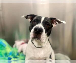 Medium American Bulldog