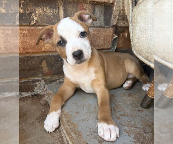Medium Photo #9 Australian Shepherd-Unknown Mix Puppy For Sale in OKLAHOMA CITY, OK, USA