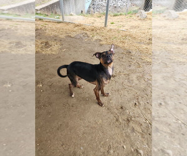 Medium Photo #1 Boston Huahua Puppy For Sale in Evansville, IN, USA