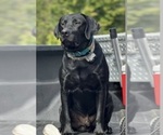 Small Photo #1 Labrador Retriever Puppy For Sale in COFIELD, NC, USA